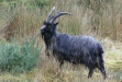 Wild Goat
